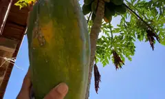 Casa Paradise, Samara, Guanacaste – thumbnail 16