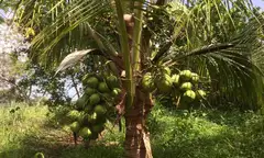 Casa Paradise, Samara, Guanacaste – thumbnail 18